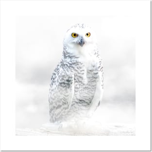 Owl Bird Animal Wildlife Forest Nature Flight Digital Painting Posters and Art